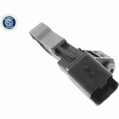 Q+,  Première Monte